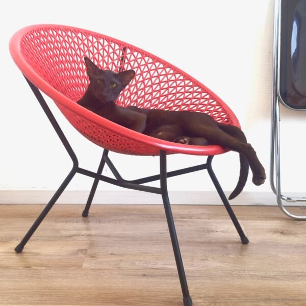 Fauteuil coquille Fantasia vintage